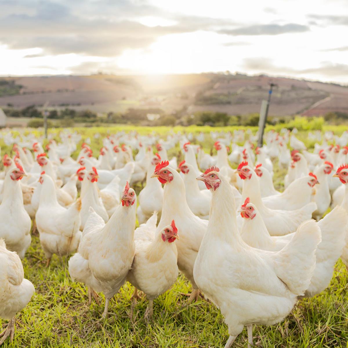 Stalosan F Poultry